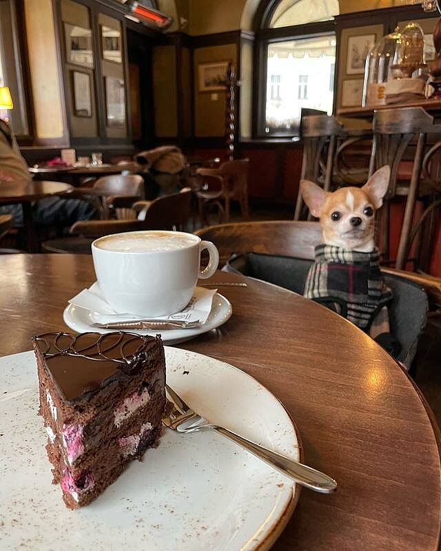 The Belgravia Adjustable Black Plaid Tweed Luxury Dog Carrier