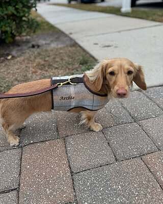 Sand Sheltie Luxury Dog Harness