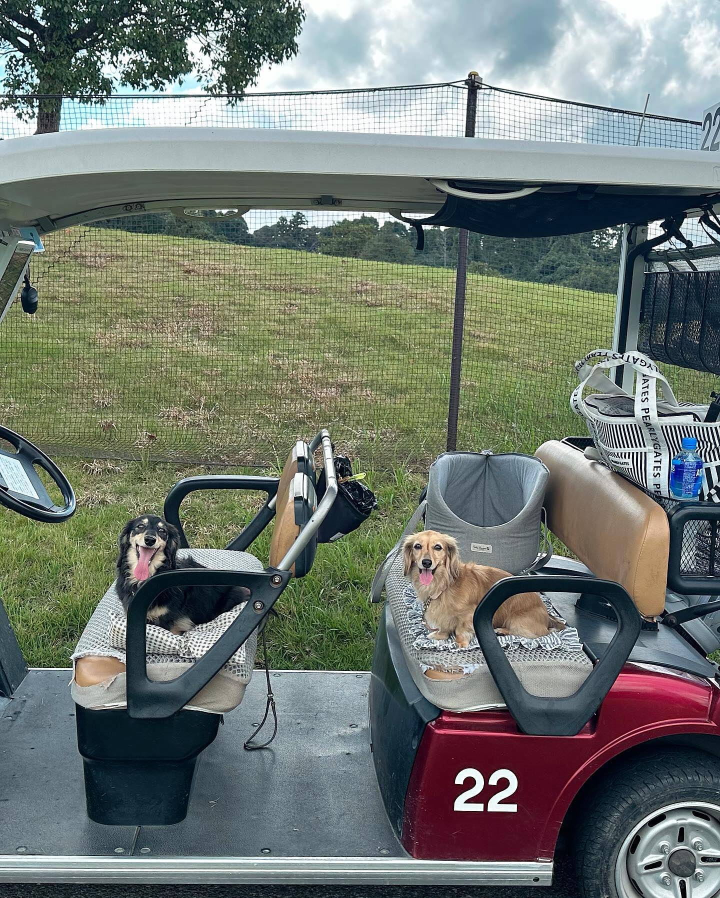 Golf cart clearance basket for dogs