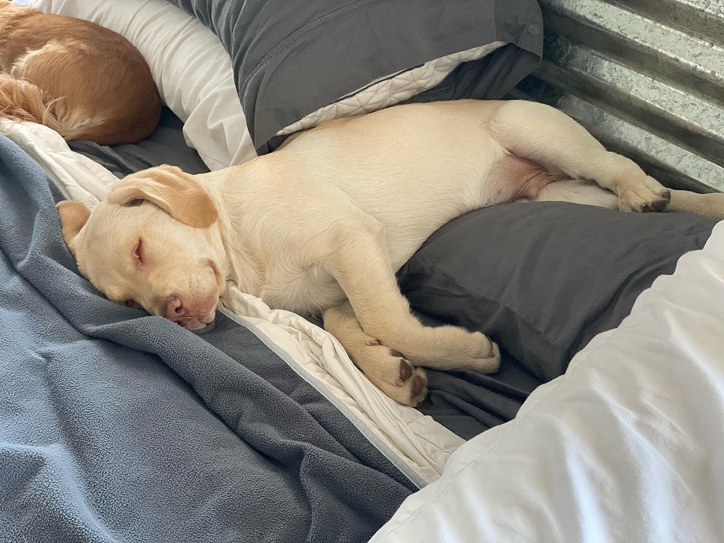 mambe waterproof pet blanket