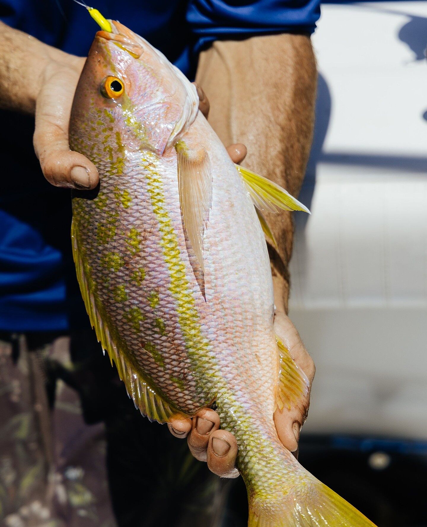 Mustad Fishing | Yellowtail Jig Head | Mustad Fishing