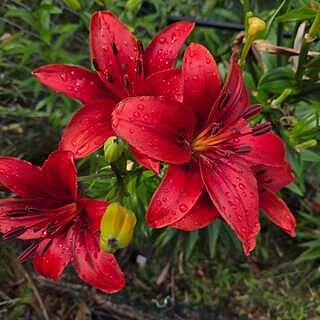 Buy Red Highland Lily Bulbs Online | Asiatic Lilies | Breck's