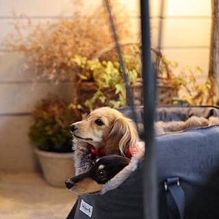'The Louis' Luxe Grey Velvet Luxury Dog Carrier