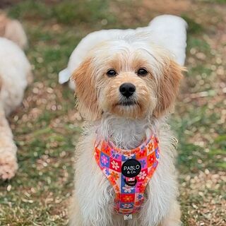 Daisies For Days: Adjustable Harness