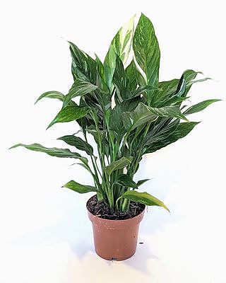 Spathiphyllum Diamond Variegated Peace Lilly | Plants | GrowTropicals.com