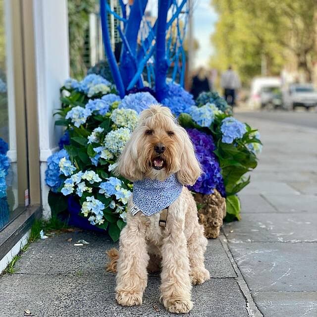 Liberty Print 'London' Dog Neckerchief