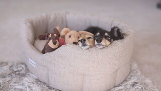 'The Richmond' Deco Nest Luxury Oval Dog Bed