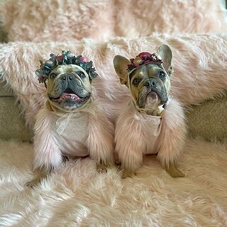 PupRug™ Bundle - Orthopedic Bed Curve, Blush Pink + Matching Waterproof Blanket