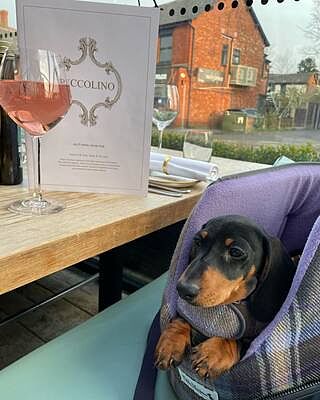 The Cambridge Adjustable Purple Taupe Soft Sided Luxury Dog Carrier