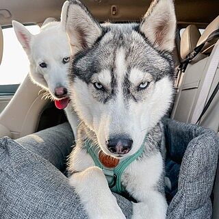 PupProtector™ Memory Foam Dog Car Bed