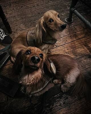 Sand Sheltie Luxury Dog Harness