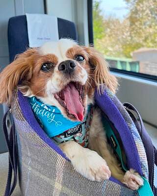 The Cambridge Adjustable Purple Taupe Soft Sided Luxury Dog Carrier