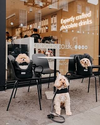 'The Adventurer' Waterproof Adjustable Luxury Dog Carrier