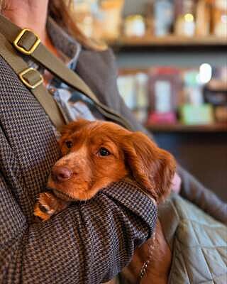 'The Explorer' Quilted Comfort Luxury Dog Carrier