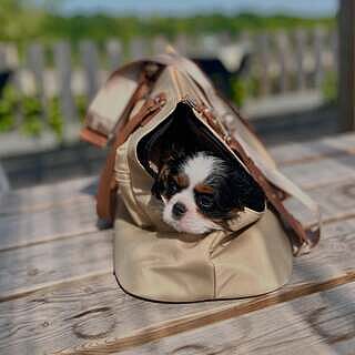 NEW! 'Totes Love You' Dog Carrier