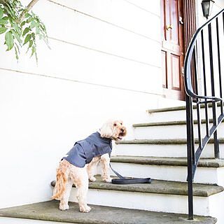 'The Marylebone' Grey Webbing Narrow Luxury Dog Lead