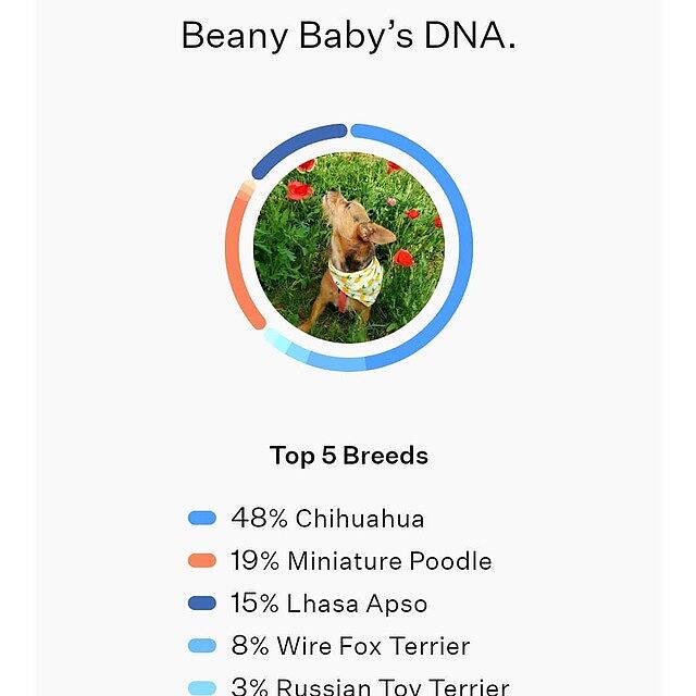 mars dog dna test
