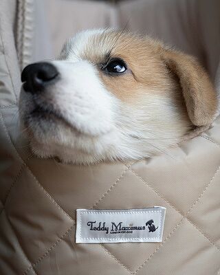 NEW! The Chelsea Champagne Quilted Dog Carrier