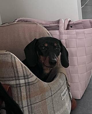 Sand Sheltie Luxury Dog Carrier