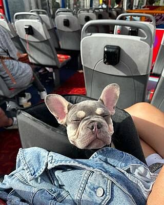 'The Adventurer' Waterproof Adjustable Luxury Dog Carrier