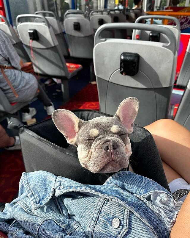 'The Adventurer' Waterproof Adjustable Luxury Dog Carrier