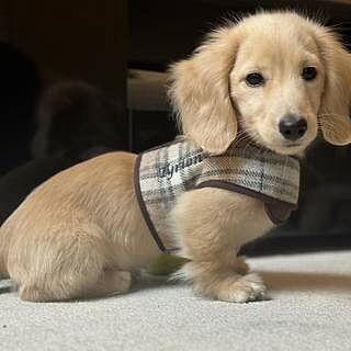 Sand Sheltie Luxury Dog Harness