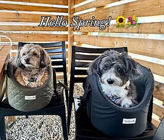 'The Adventurer' Waterproof Adjustable Luxury Dog Carrier