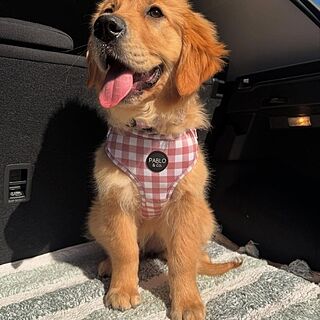 Chocolate Gingham: Adjustable Harness