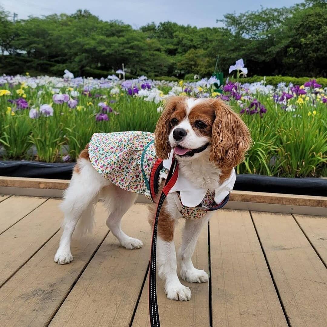 21春夏 Laura Ashley ローラアシュレイ リボンベルト ワンピース 犬服 ドックウェアcalulu カルル