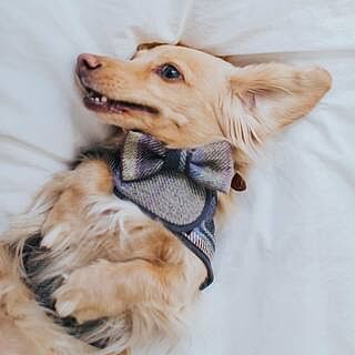 The Cambridge Luxury Dog Harness