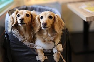 'The Louis' Luxe Grey Velvet Luxury Dog Carrier