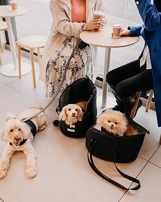 'The Adventurer' Waterproof Adjustable Luxury Dog Carrier