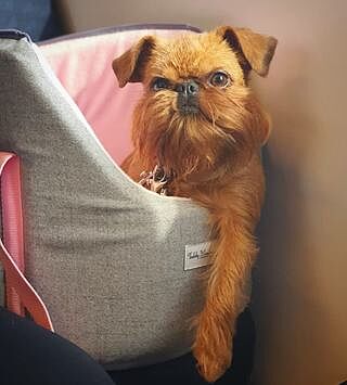 'The Melody' Pink & Grey Luxury Dog Carrier