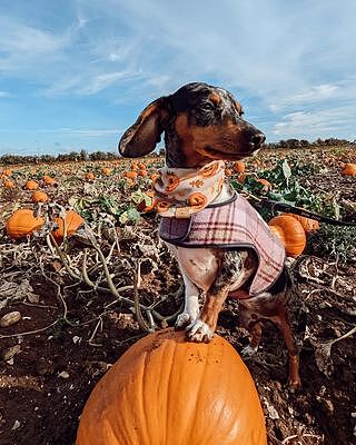 Pink Sheltie Luxury Dog Harness