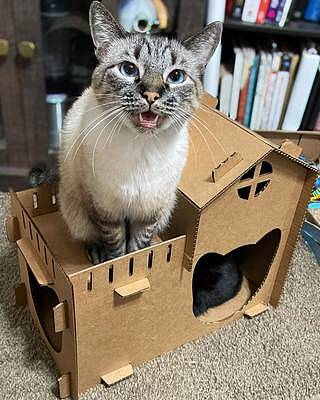 Cat eats outlet cardboard