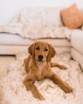 PupRug® Orthopedic Bed + Matching Waterproof Blanket Bundle - White with Brown Accents
