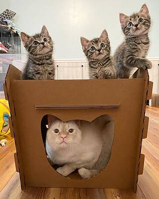 Cat eating cardboard scratcher hotsell