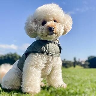 The Explorer Quilted Comfort Luxury Dog Harness