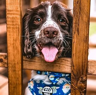 Star Wars Grogu: Adjustable Harness