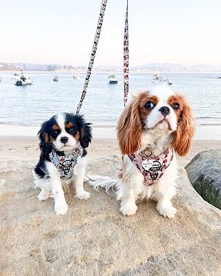 Minnie Mouse & Flowers: Adjustable Harness