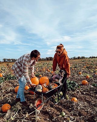 Pink Sheltie Luxury Dog Harness