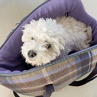 The Cambridge Adjustable Purple Taupe Soft Sided Luxury Dog Carrier