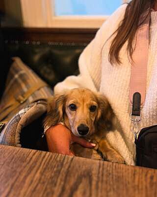 Sand Sheltie Adjustable Plaid Tweed Luxury Dog Carrier