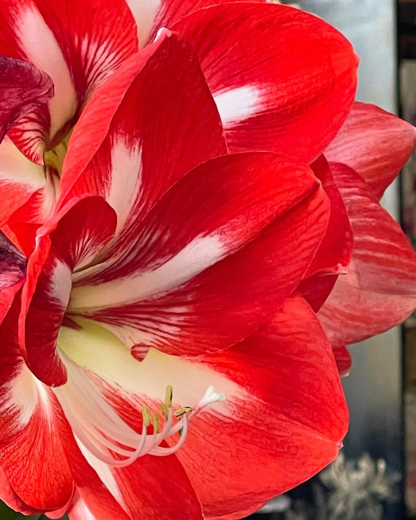 邦楽 amaryllis JokerAmaryllis_600x600_crop_ce