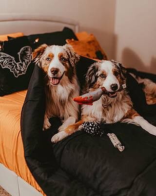 Midnight Black Sheet Set