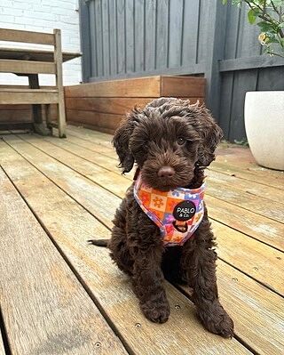 Daisies For Days: Adjustable Harness