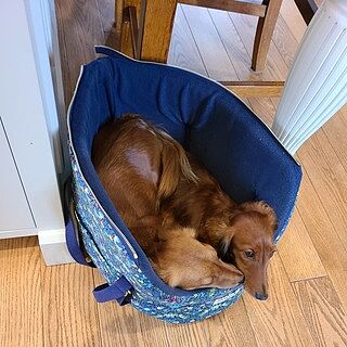 Strawberry Thief Adjustable Luxury Dog Carrier