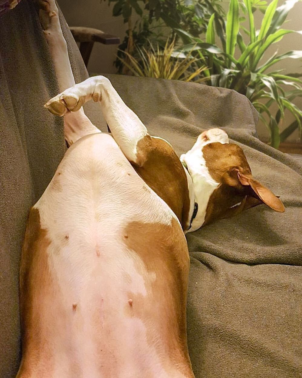 mambe waterproof pet blanket