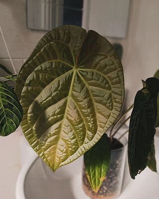 中株Anthurium Luxrians x Magnificum Anthurium Crystallinum x Magnificum X Luxurians Hybrid — The