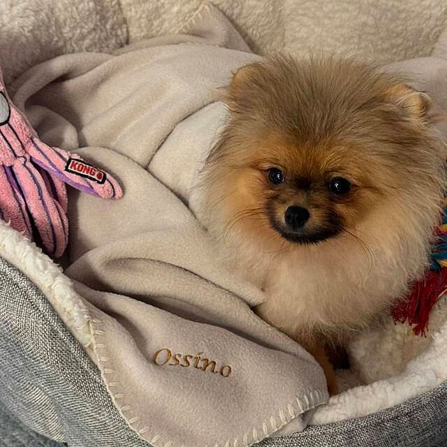 Biscuit Personalised Fleece Luxury Dog Blanket